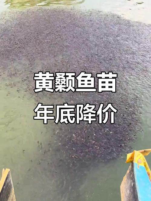 黃顙魚苗價格多少錢一尾_黃顙魚養殖成本利潤分析_黃顙魚市場前景分析
