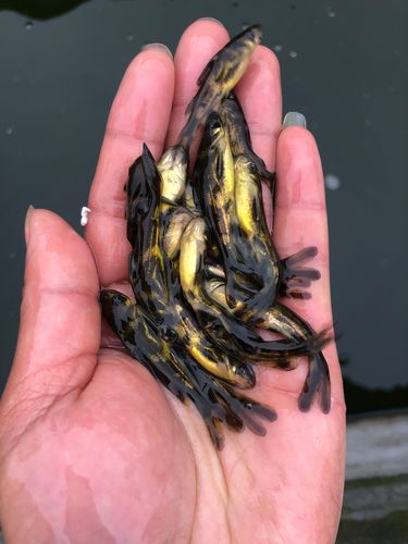 黃顙魚市場前景分析_黃顙魚苗價格多少錢一尾_黃顙魚養殖成本利潤分析