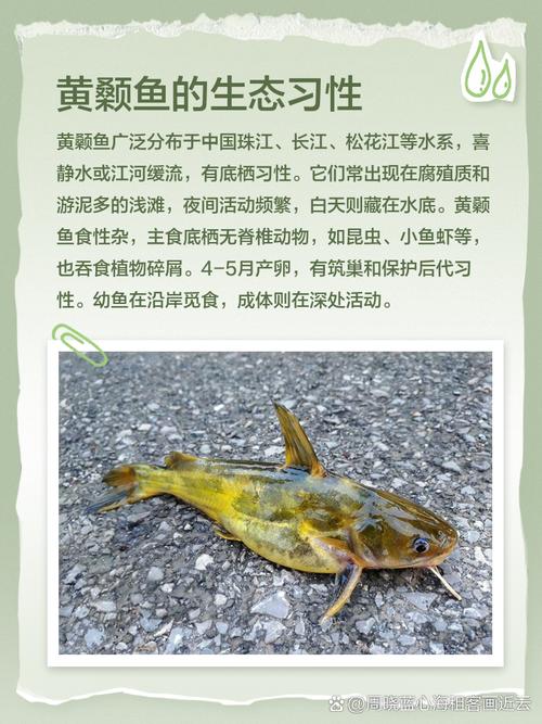 黃顙魚做法 黃顙魚營養價值 黃顙魚養殖技術_黃顙魚種類及圖片大全