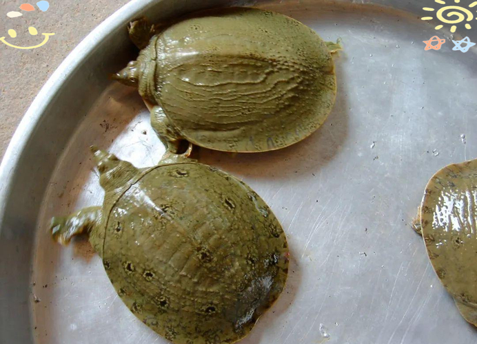 黃沙鱉是保護動物嗎_黃沙鱉的價格_黃沙鱉是什么動物