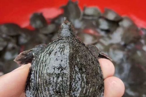 黃沙鱉的價格_黃沙鱉是保護動物嗎_黃沙鱉是什么動物