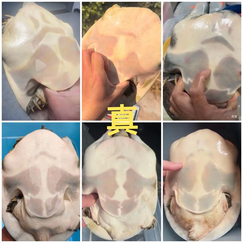 黃沙鱉是保護動物嗎_黃沙鱉是什么動物_黃沙鱉的價格