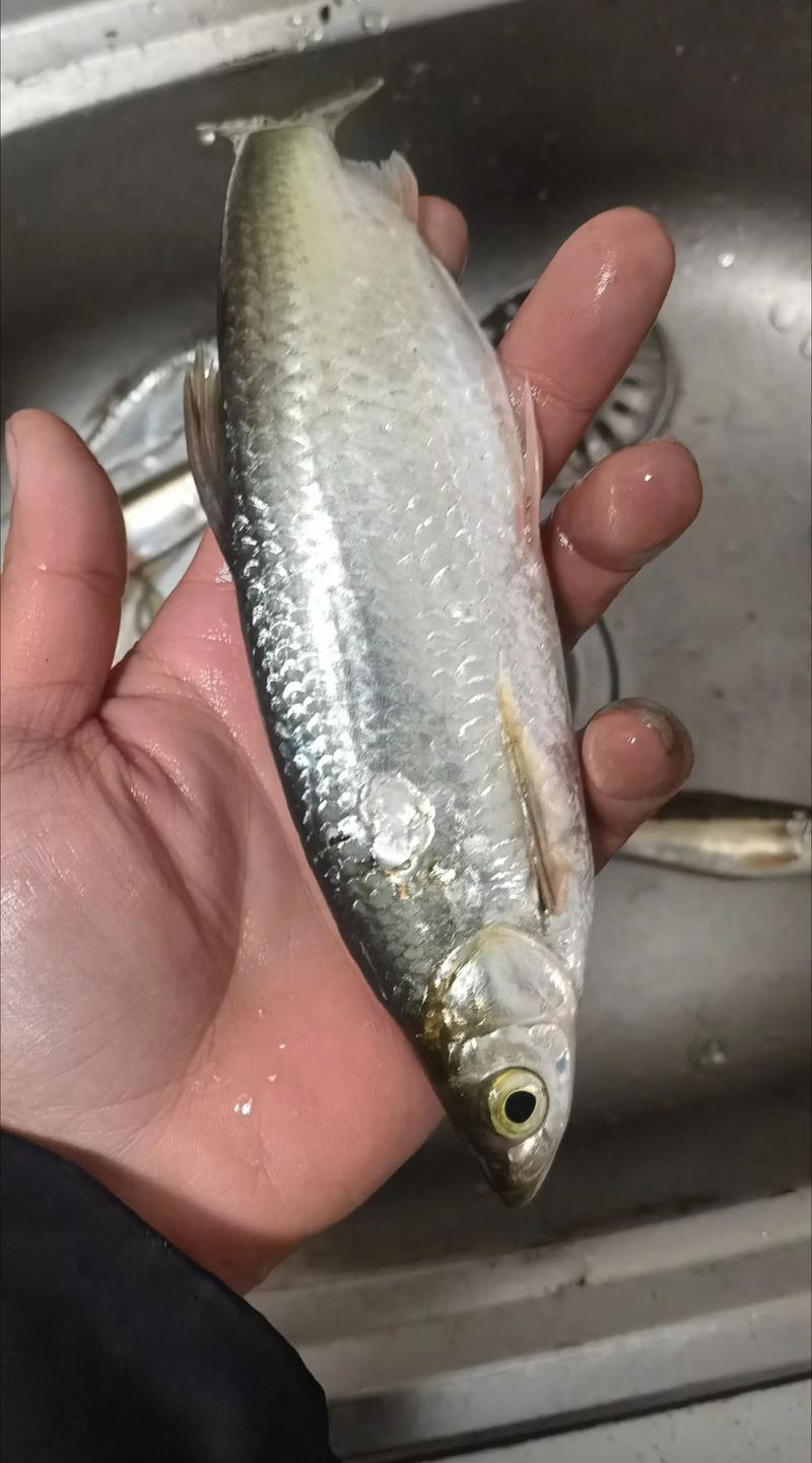 釣魚白條是啥意思_鄭州釣白條_驚蜇出釣得一白條-河南釣魚網達奇釣魚論壇