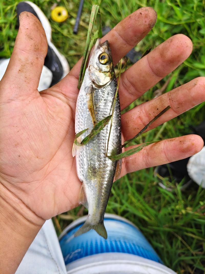 釣魚白條是啥意思_驚蜇出釣得一白條-河南釣魚網達奇釣魚論壇_鄭州釣白條