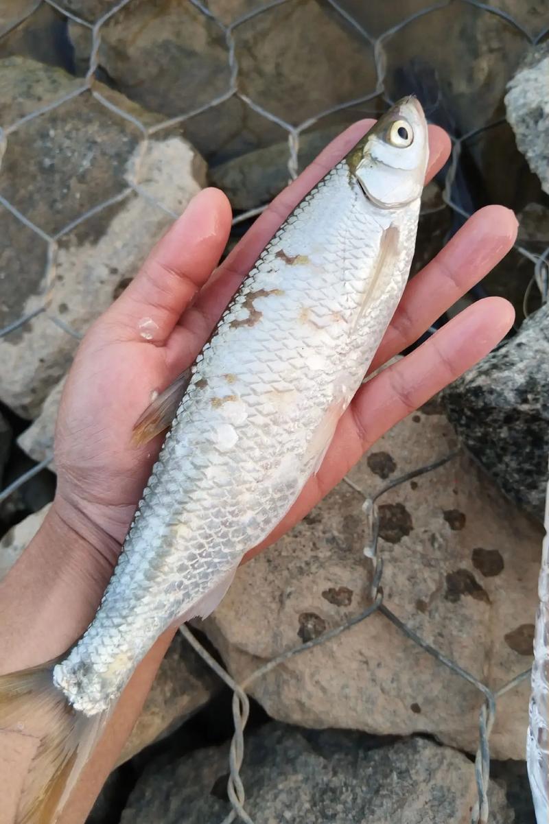 鄭州釣白條_釣魚白條是啥意思_驚蜇出釣得一白條-河南釣魚網達奇釣魚論壇