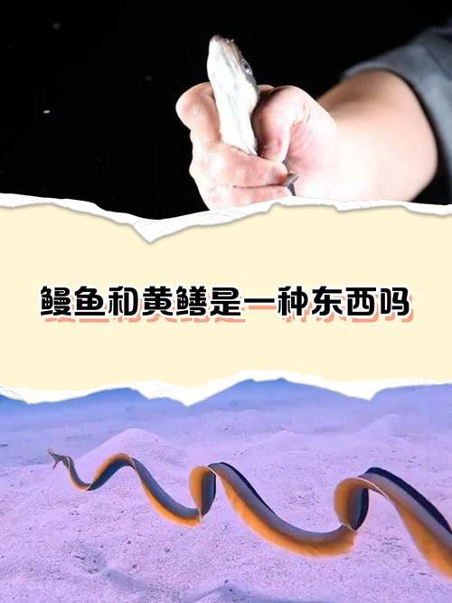 什么人不適合吃鰻魚_黃鱔和蛇有什么區別_鰻魚和黃鱔的區別
