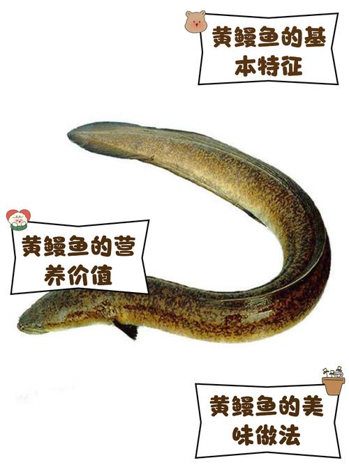 什么人不適合吃鰻魚_鰻魚和黃鱔的區別_黃鱔和蛇有什么區別