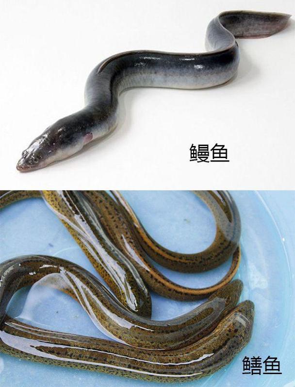 鱔魚和鰻魚區別_黃鱔和蛇有什么區別_鰻魚和黃鱔的科屬區別