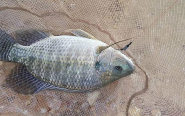 羅非魚快攻技巧_釣羅非魚調漂技巧_夏季羅非魚釣法