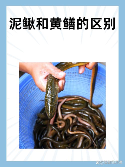 蛇黃鱔變成會飛的蟲子_黃鱔會變成蛇嗎_蛇黃鱔變成會咬人嗎