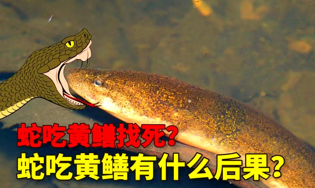 蛇黃鱔變成會飛的蟲子_黃鱔會變成蛇嗎_蛇黃鱔變成會咬人嗎