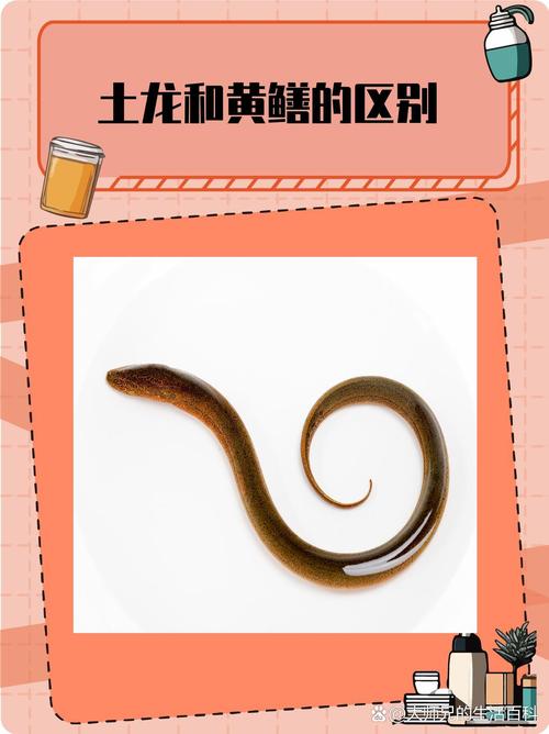 蛇黃鱔變成會飛的蟲子_黃鱔會變成蛇嗎_蛇黃鱔變成會咬人嗎
