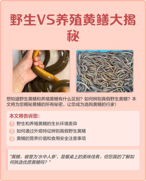 黃鱔價格多少錢一斤_黃鱔市場價多少錢一斤2021_黃鱔的價錢