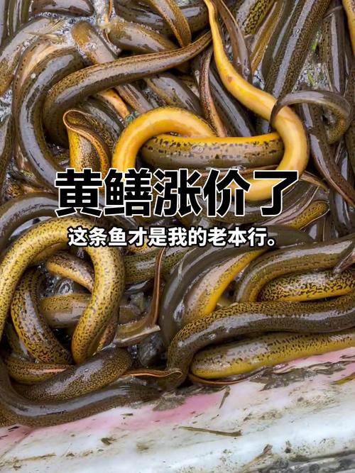 黃鱔市場價多少錢一斤2021_黃鱔價格多少錢一斤_黃鱔的價錢