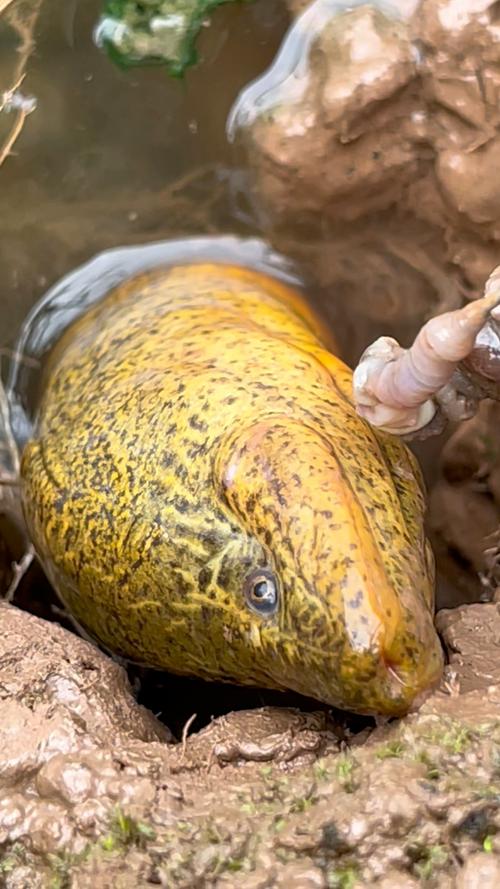 黃鱔進洞什么意思_黃鱔洞怎么分辨圖片_黃鱔洞口圖片