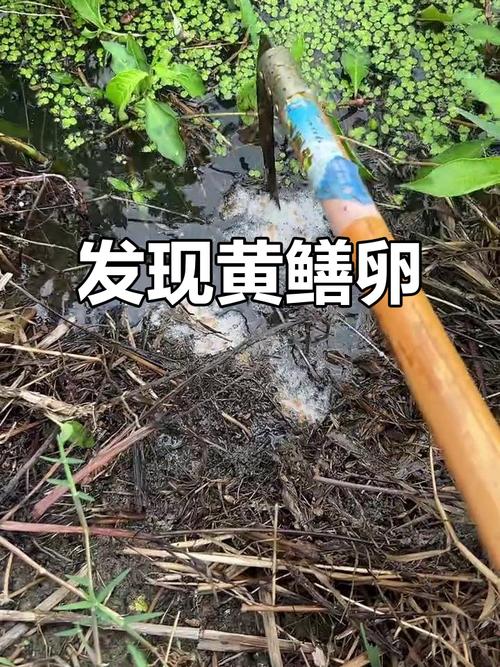 黃鱔洞怎么分辨圖片_黃鱔進洞什么意思_黃鱔洞口圖片