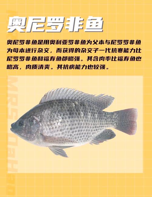 釣羅非魚調漂技巧_羅非魚名稱的來由_羅非魚何時引入我國