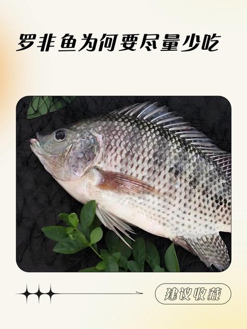 釣羅非魚調漂技巧_羅非魚名稱的來由_羅非魚何時引入我國