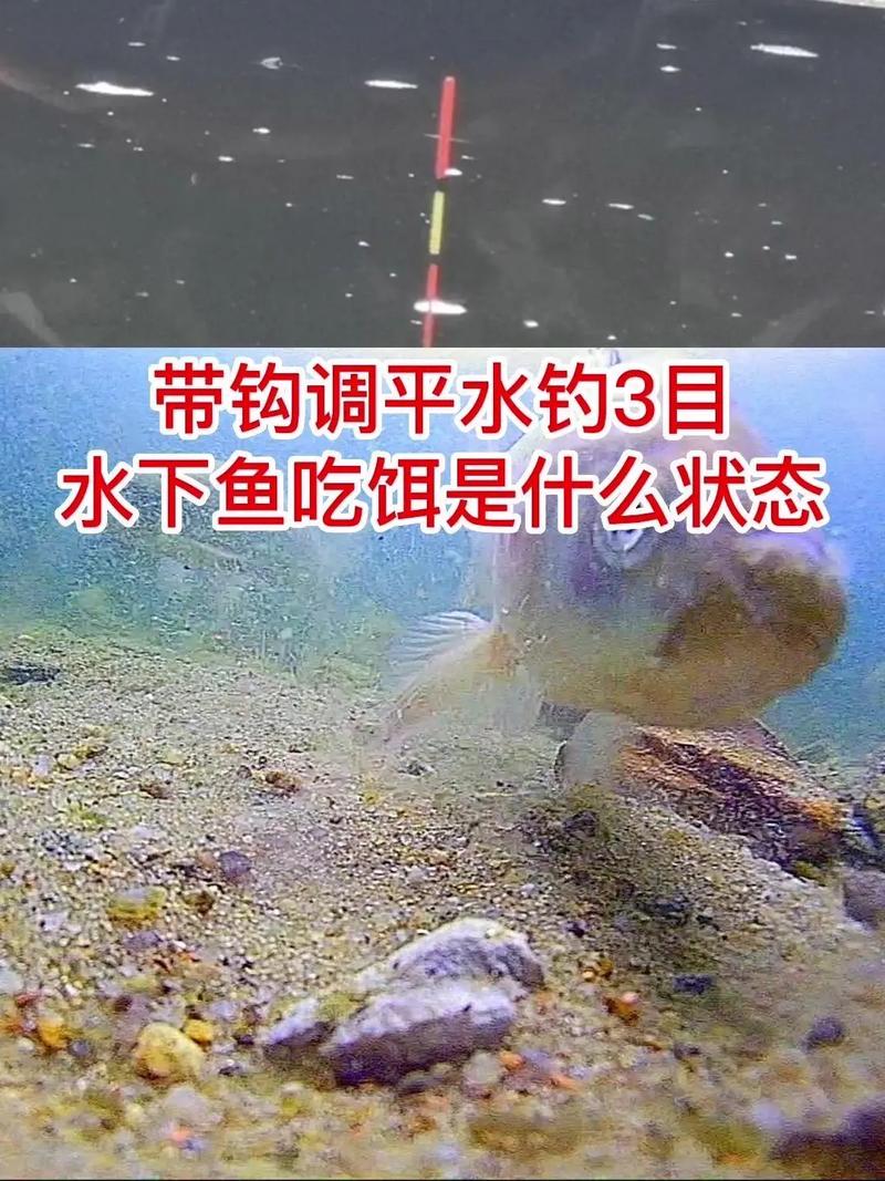 水庫釣魚視頻大全_《水庫釣魚視頻》水庫釣魚水底探秘必看_釣魚水庫視頻水底探秘必看圖片