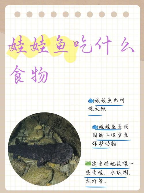 釣起娃娃魚放生_娃娃魚價格真相VS合法食用_養殖娃娃魚VS野生娃娃魚