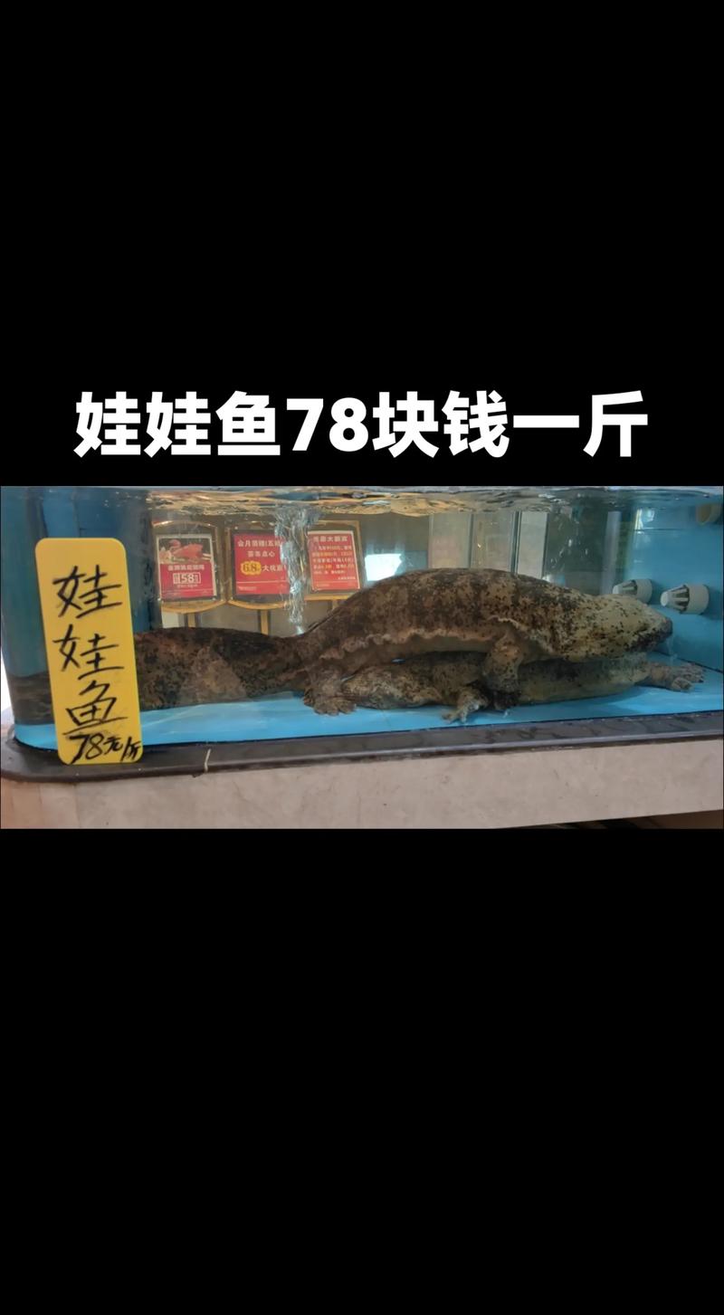 養殖娃娃魚VS野生娃娃魚_釣起娃娃魚放生_娃娃魚價格真相VS合法食用
