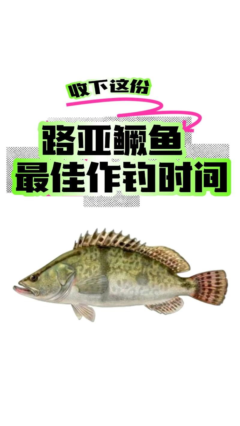 路亞大鱖魚視頻_路亞鱖魚視頻_鱖魚路亞