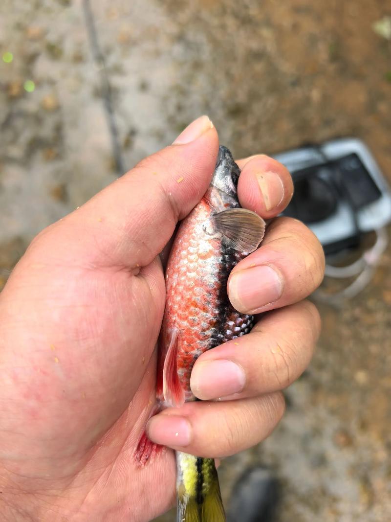 釣溪石斑最佳餌料配方_如何垂釣溪石斑魚_釣溪石斑魚絕招