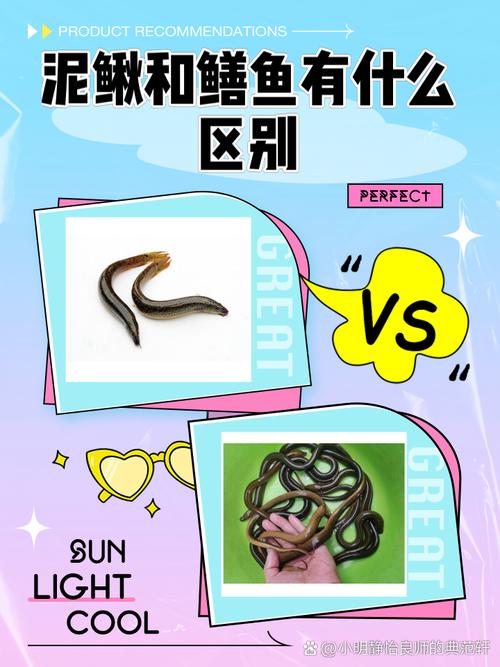 泥鰍溫陽功效_泥鰍營養價值_黃鱔是泥鰍嗎