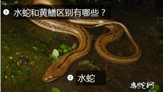 黃鱔屬于魚類的原因_黃鱔屬于魚類嗎_黃鱔屬于魚類么