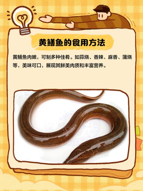 黃鱔屬于魚類么_黃鱔屬于魚類的原因_黃鱔屬于魚類嗎