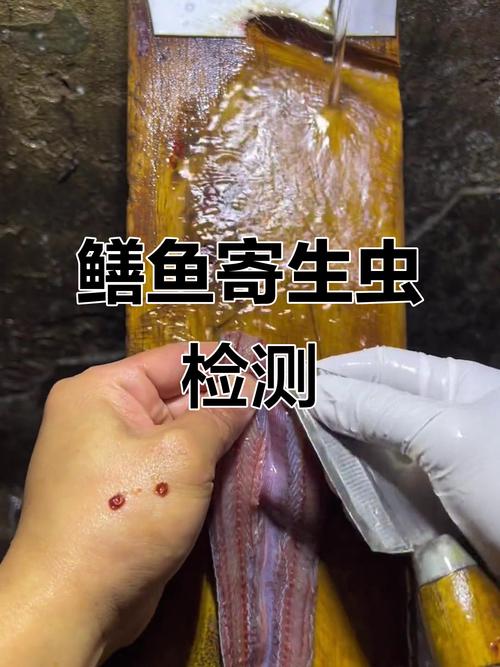 黃鱔寄身蟲_有寄生蟲的黃鱔能吃嗎_黃鱔體內有寄生蟲嗎