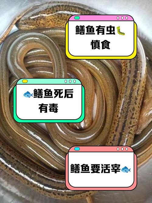 黃鱔寄身蟲_黃鱔體內有寄生蟲嗎_有寄生蟲的黃鱔能吃嗎