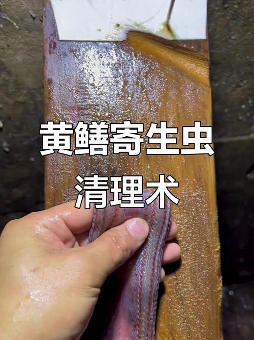 黃鱔寄身蟲_有寄生蟲的黃鱔能吃嗎_黃鱔體內有寄生蟲嗎