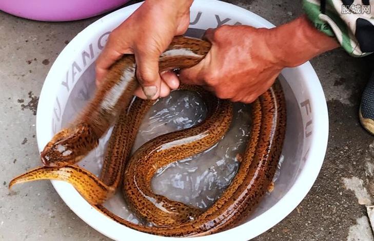 鱔魚養殖利潤_黃鱔養殖成本和利潤怎么算_養殖黃鱔掙錢嗎