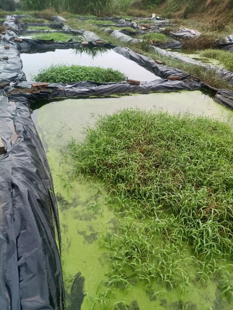 黃鱔養殖成本和利潤怎么算_鱔魚養殖利潤_養殖黃鱔掙錢嗎