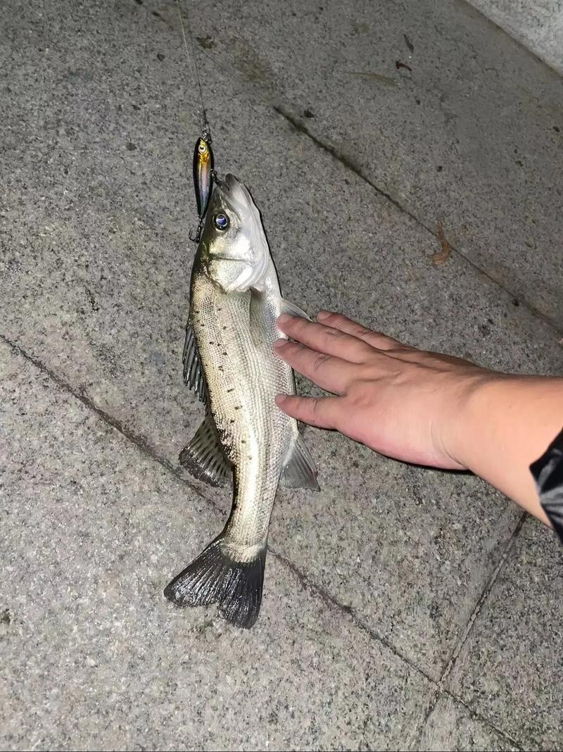 海路亞鱸魚技巧_路亞海鱸視頻_路亞海鱸的用餌與手法