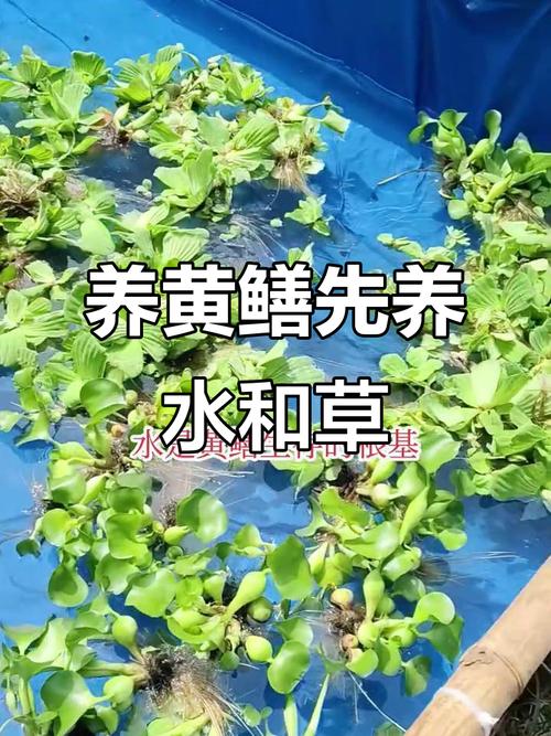 黃鱔養殖技術養殖場注意事項_養殖大全黃鱔技術要求_黃鱔養殖技術大全