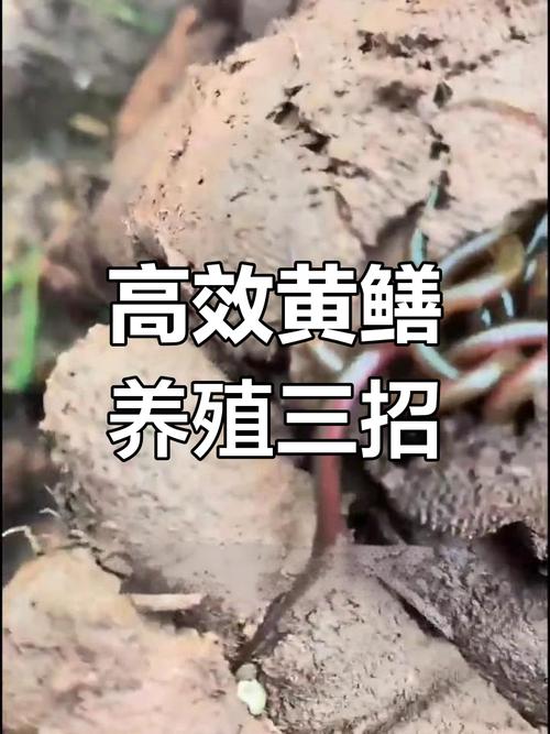 黃鱔養殖技術大全_養殖大全黃鱔技術要求_黃鱔養殖技術養殖場注意事項