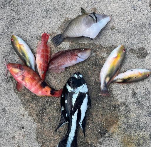 海釣魚餌種類使用技巧_三亞海釣用什么魚餌_海釣常用魚餌推薦