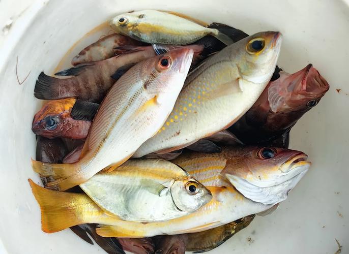 三亞海釣魚種_三亞海釣常見的魚_三亞釣海魚的地方