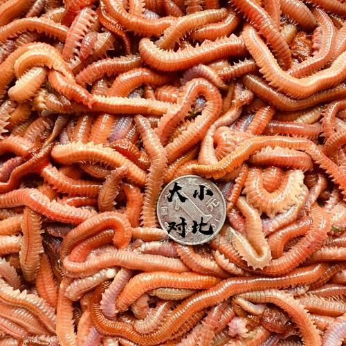 三亞海釣餌料_三亞海釣釣點推薦_三亞海釣用什么魚餌