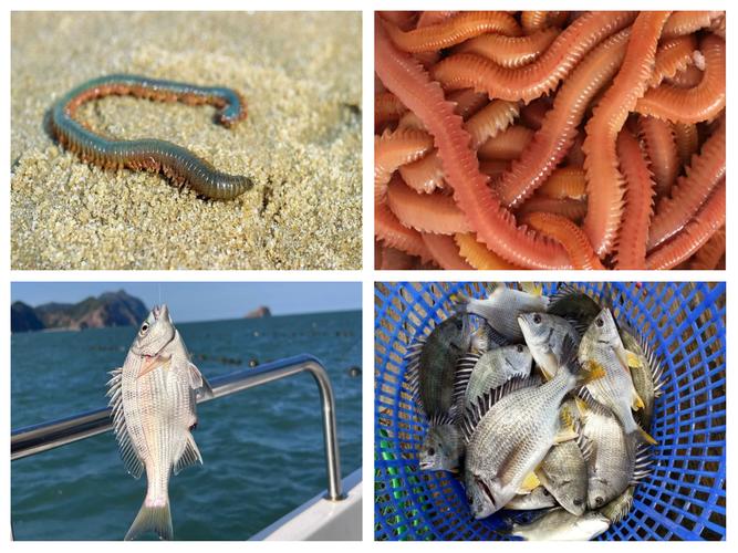 三亞海釣用什么魚餌_三亞海釣餌料_三亞海釣釣點推薦