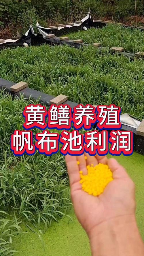 黃鱔養殖利潤和成本怎么算_養殖算利潤黃鱔成本嗎_養殖算利潤黃鱔成本多少