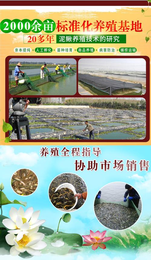 黃鱔養殖利潤和成本怎么算_養殖算利潤黃鱔成本嗎_養殖算利潤黃鱔成本多少