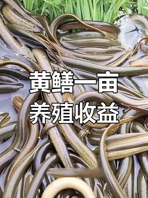 黃鱔養殖利潤和成本怎么算_養殖算利潤黃鱔成本嗎_養殖算利潤黃鱔成本多少