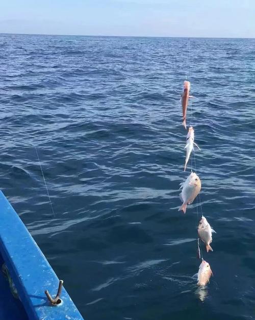 三亞海上釣魚_三亞海釣能釣到什么魚_三亞釣海魚的地方