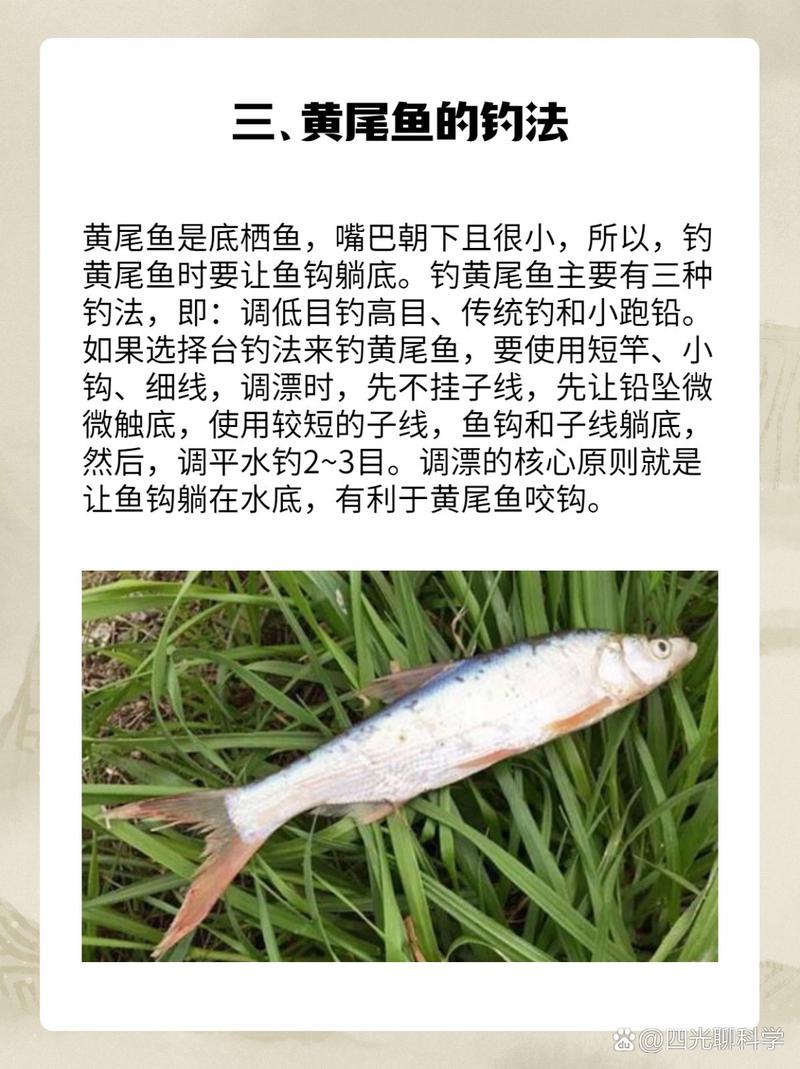 黃尾魚的特性_尾魚是什么樣的_黃尾魚的生活習性及特點