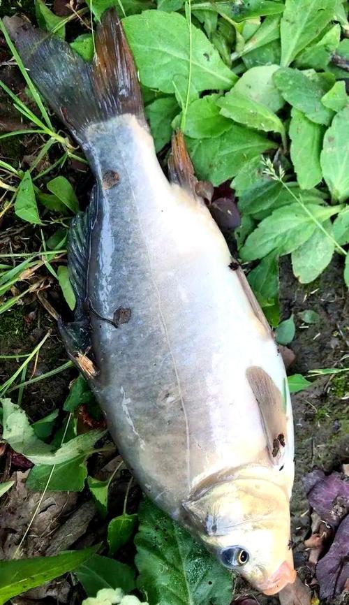 鏡鯉釣法心得_鏡鯉_鏡鯉的生活習性_釣魚百科_鏡鯉怎樣釣