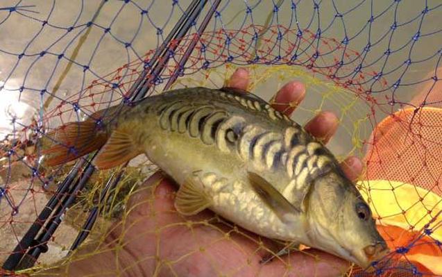鏡鯉釣法心得_鏡鯉_鏡鯉的生活習性_釣魚百科_鏡鯉怎樣釣