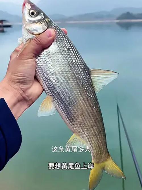 黃尾魚運輸技巧_黃尾釣法餌料選擇_黃尾魚是什么魚